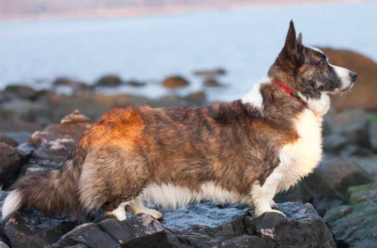 Raça de Cachorro: Cardigan Welsh Corgi