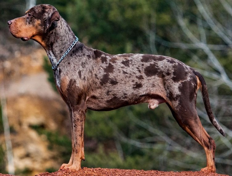 Raça de Cachorro: Catahoula Leopard Dog