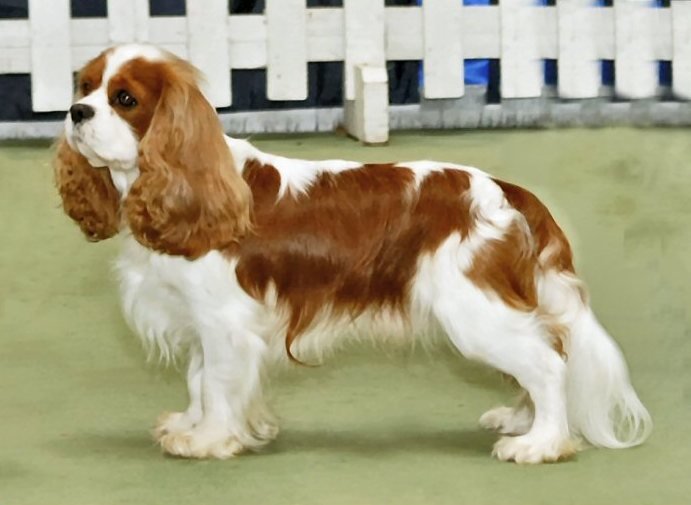 Raça de Cachorro: Cavalier King Charles Spaniel