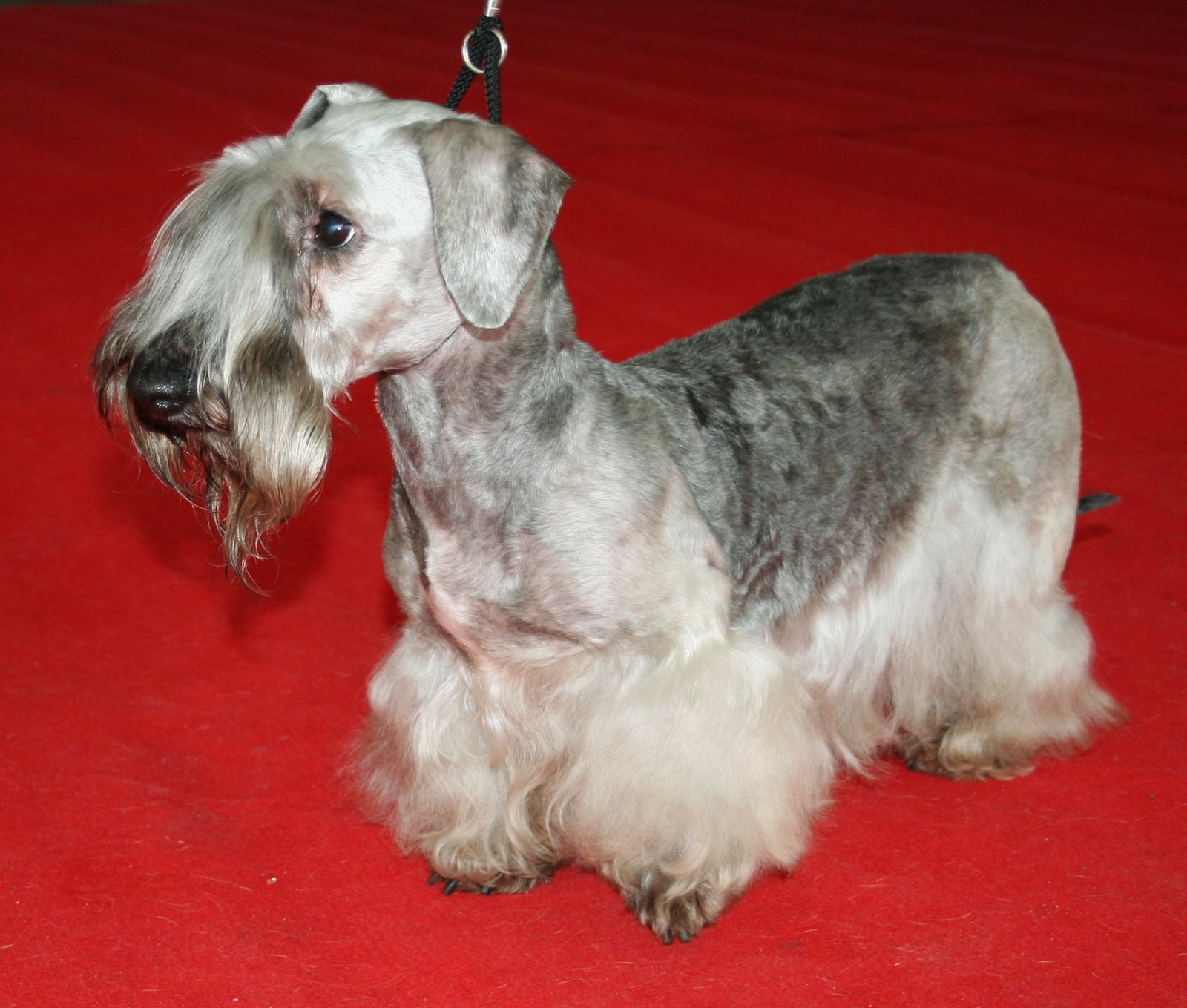 Raça de Cachorro: Cesky Terrier
