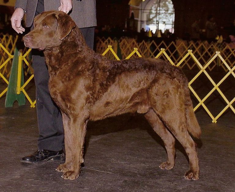 Foto de um Chesapeake Bay Retriever