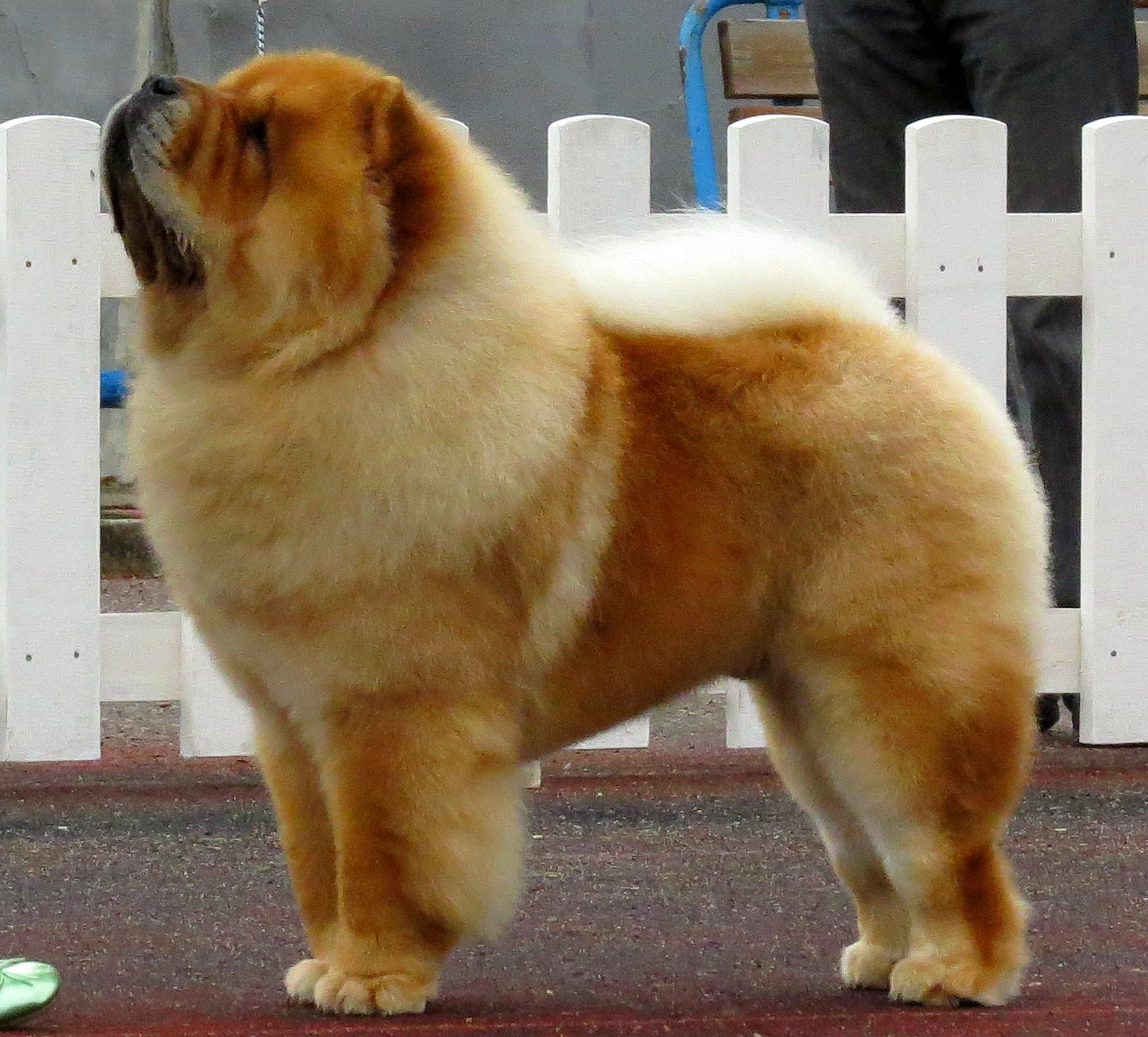 Raça de Cachorro: Chow Chow