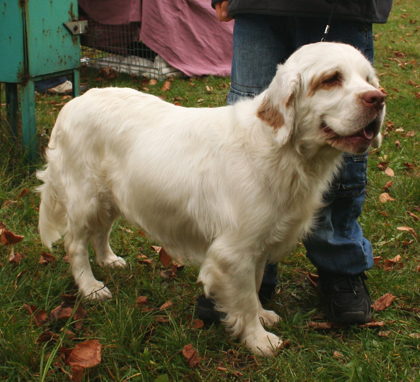 Foto de um Clumber Spaniel