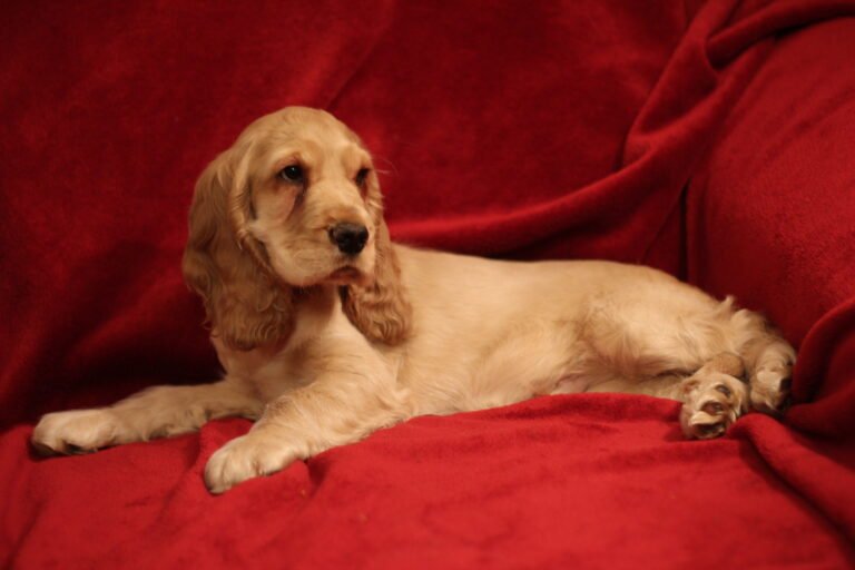 Raça de Cachorro: Cocker Spaniel Inglês