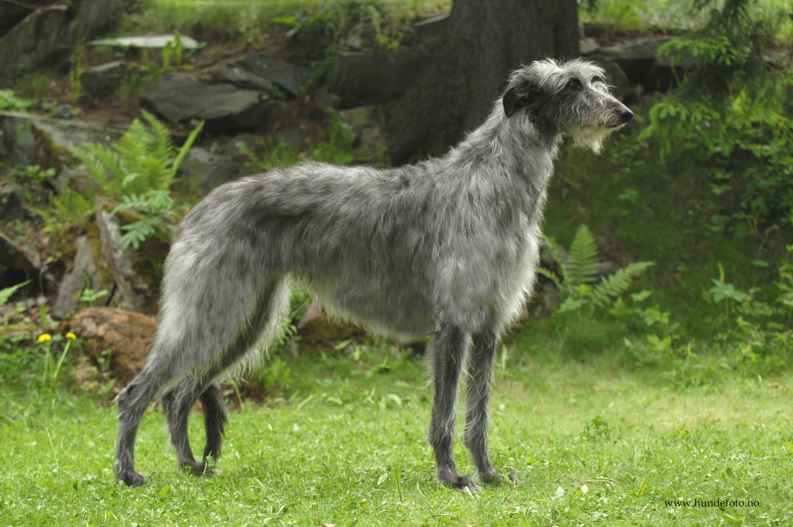 Foto de um Deerhound Escocês