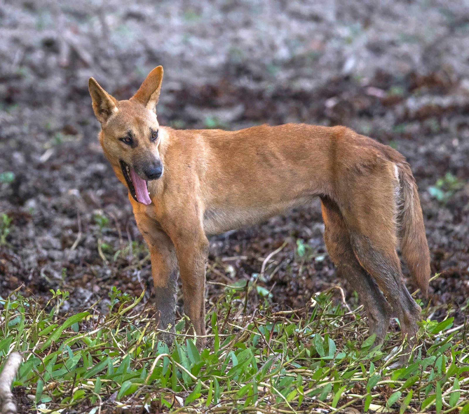 Raça de Cachorro: Dingo