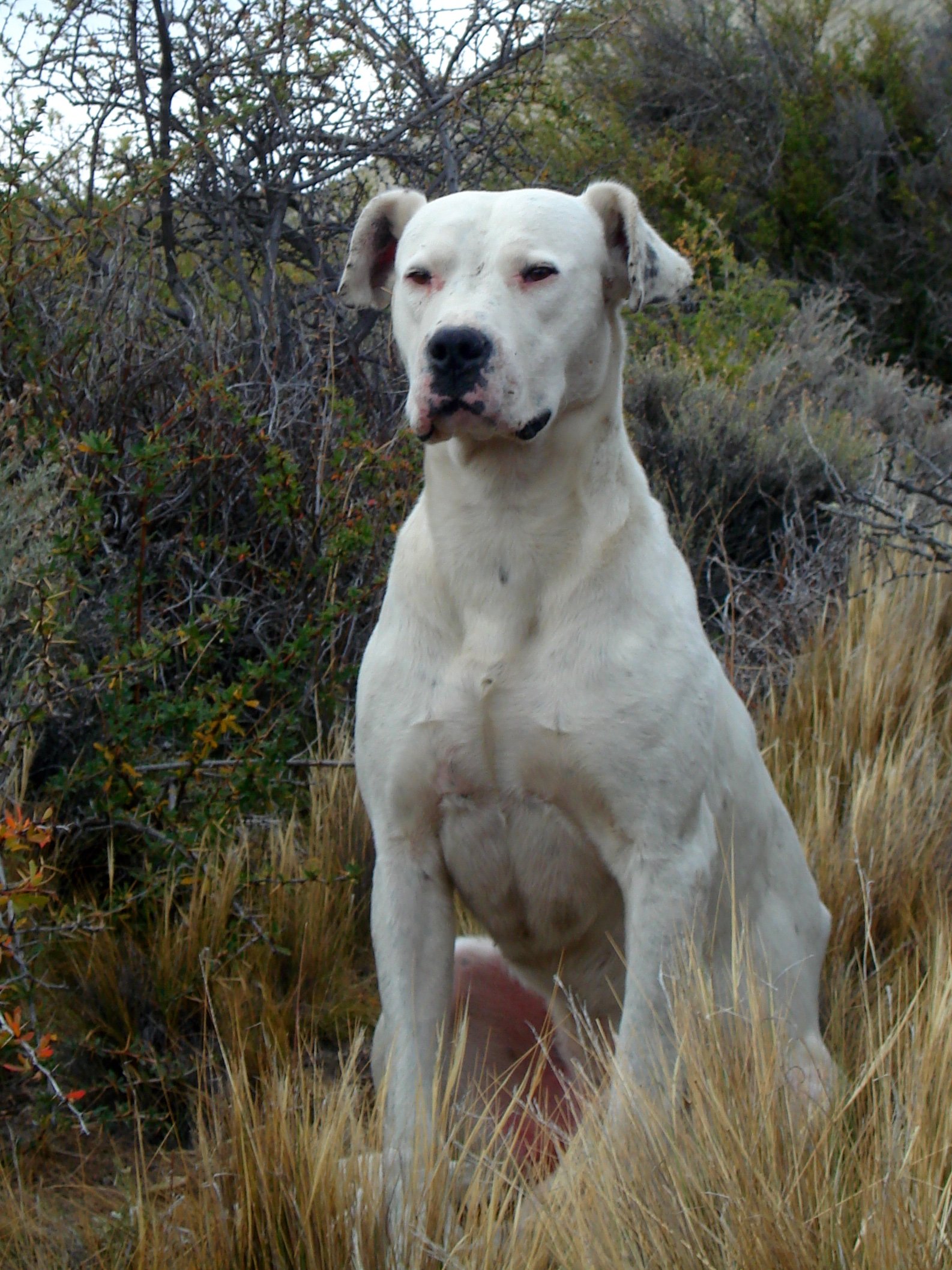 Raça de Cachorro: Dogo Argentino