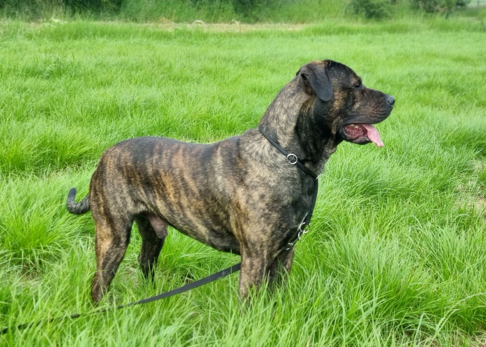 Raça de Cachorro: Dogo Canário