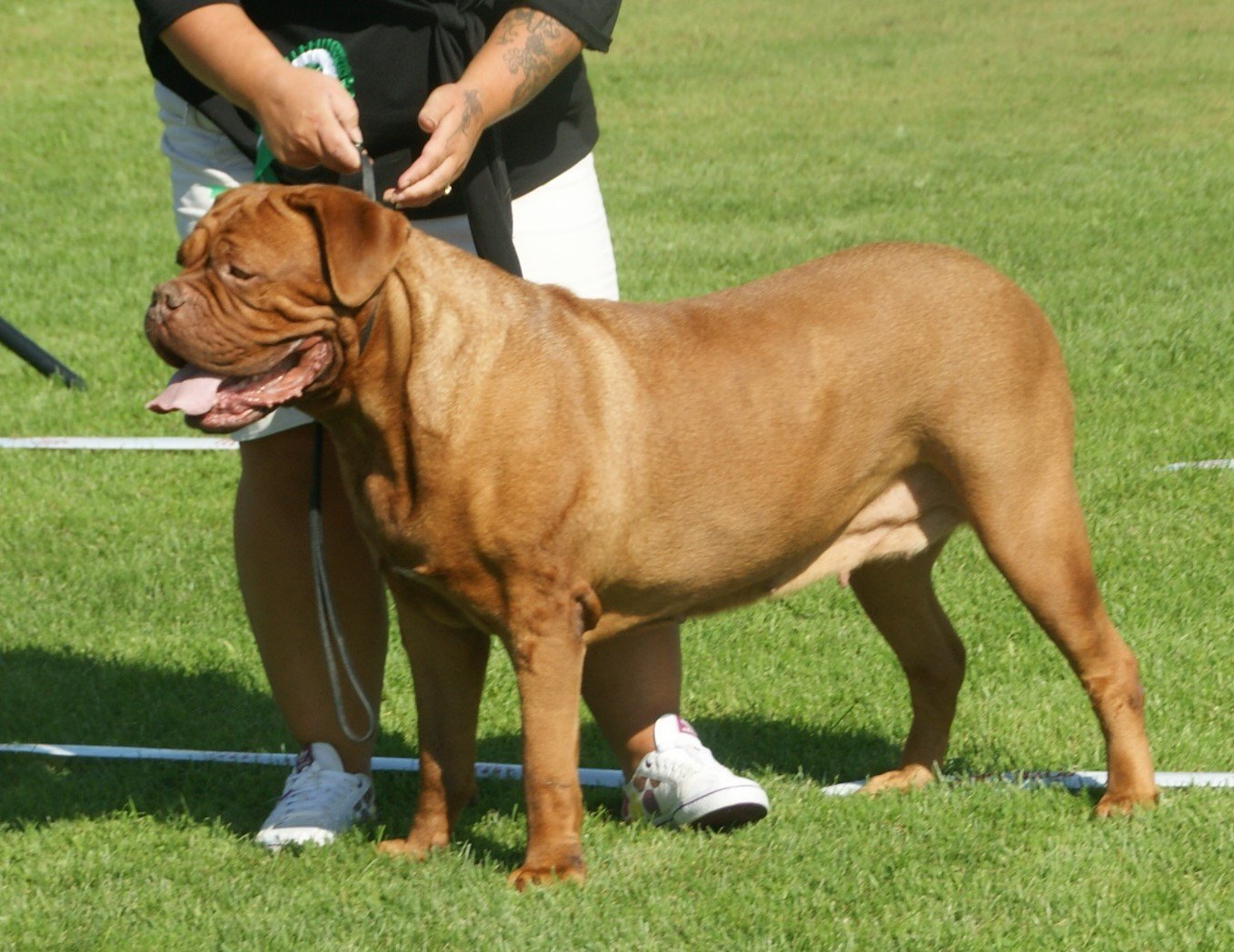 Raça de Cachorro: Dogue de Bordeaux