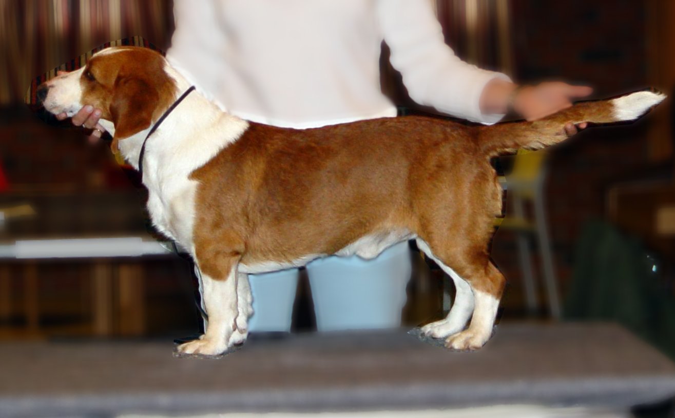 Raça de Cachorro: Drever