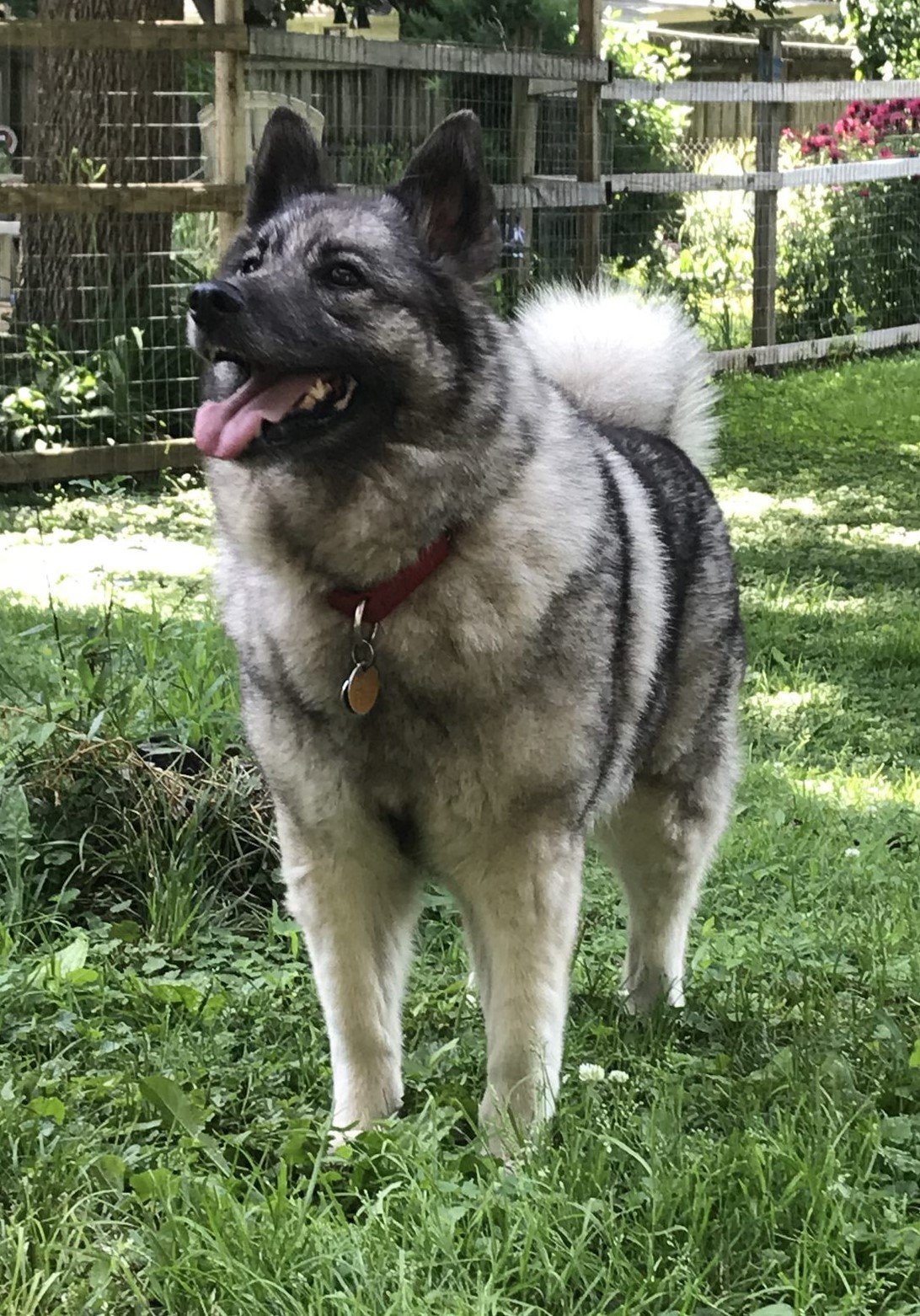 Raça de Cachorro: Elkhound Norueguês