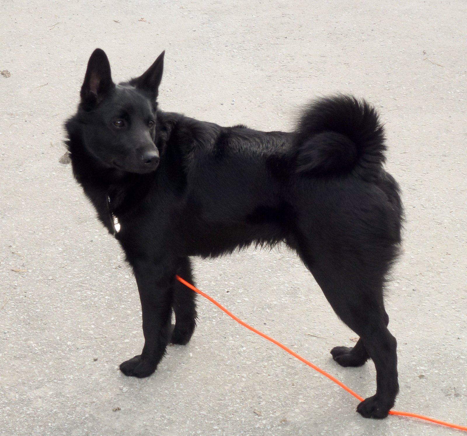 Raça de Cachorro: Elkhound Norueguês Preto
