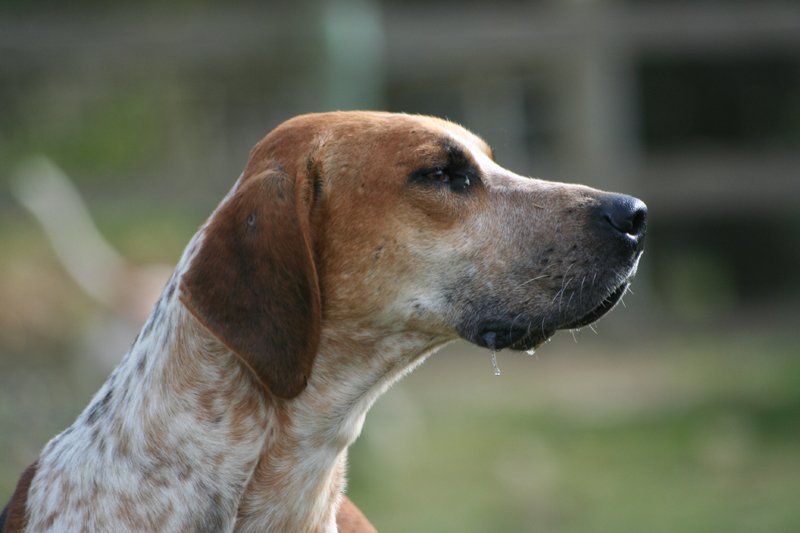 Raça de Cachorro: English Foxhound