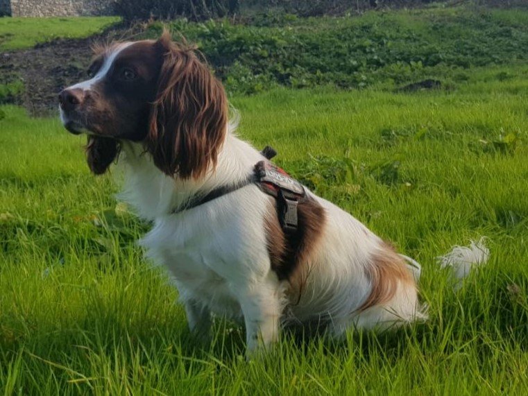 Raça de Cachorro: English Springer Spaniel