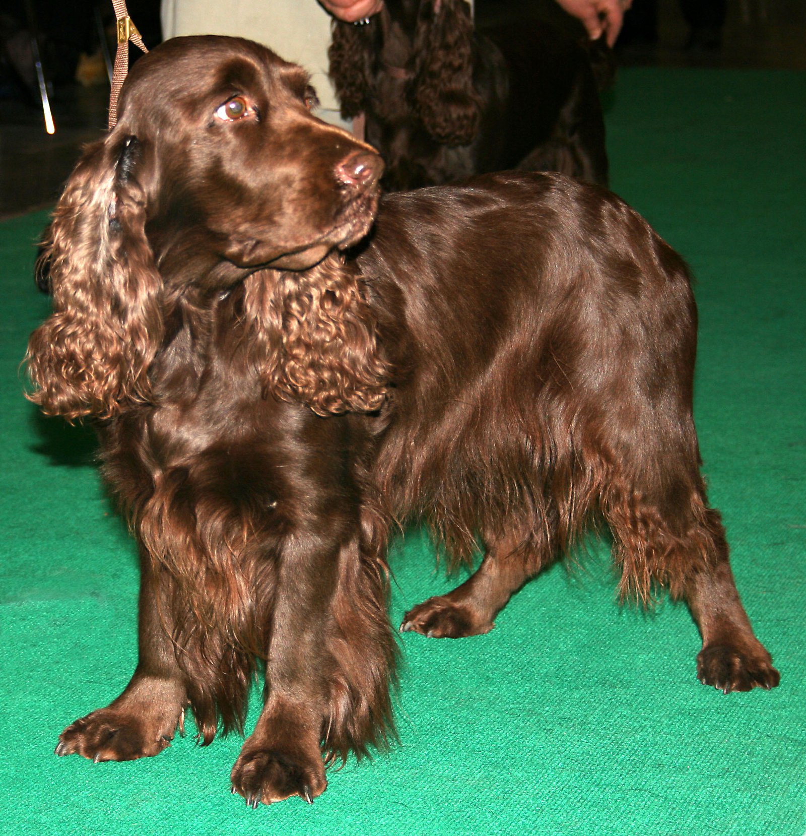 Foto de um Field Spaniel