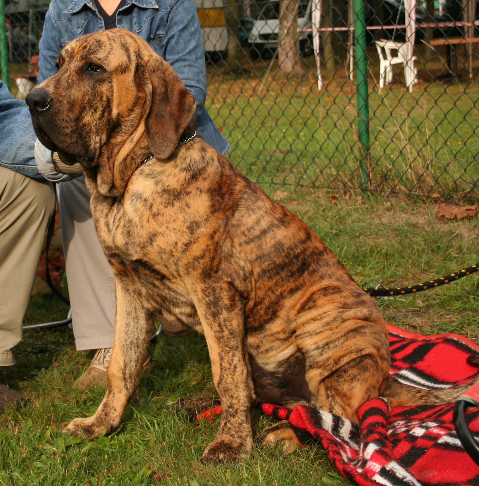 Raça de Cachorro: Fila Brasileiro
