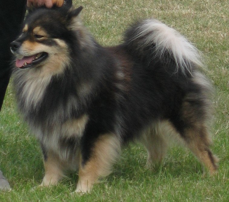 Raça de Cachorro: Finnish Lapphund