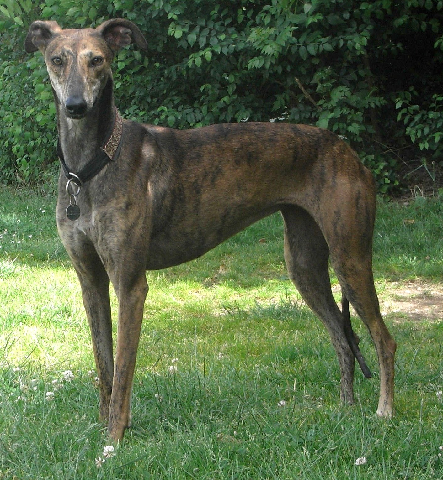 Raça de Cachorro: Galgo Espanhol