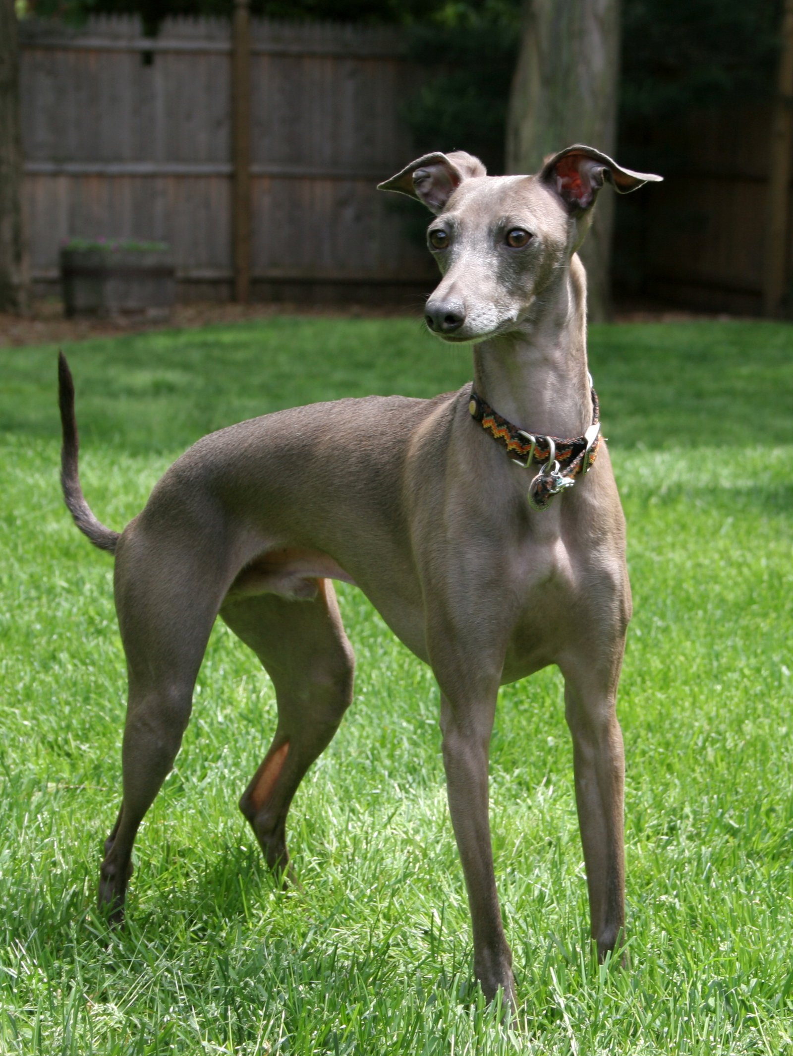 Foto de um Galgo Italiano