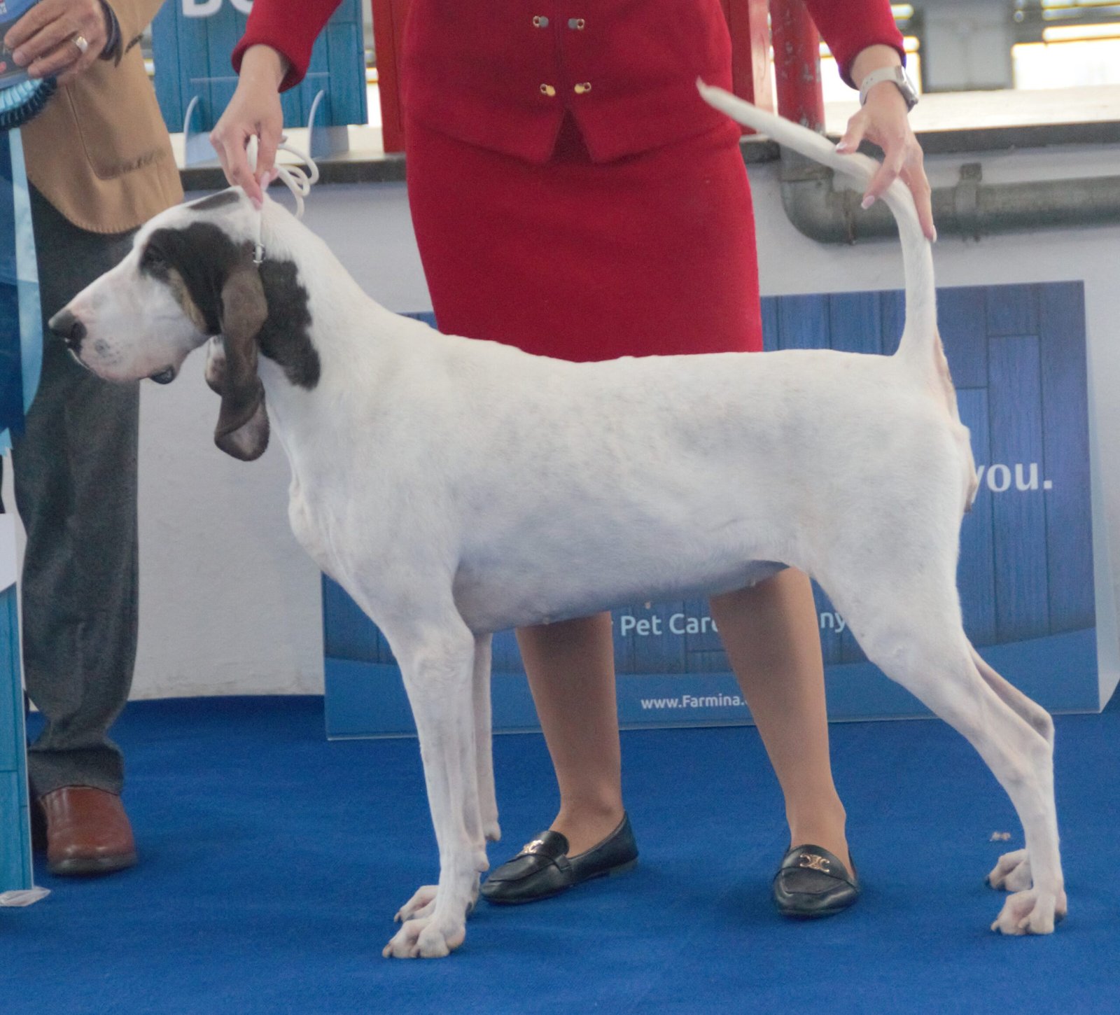 Raça de Cachorro: Gascon Saintongeois