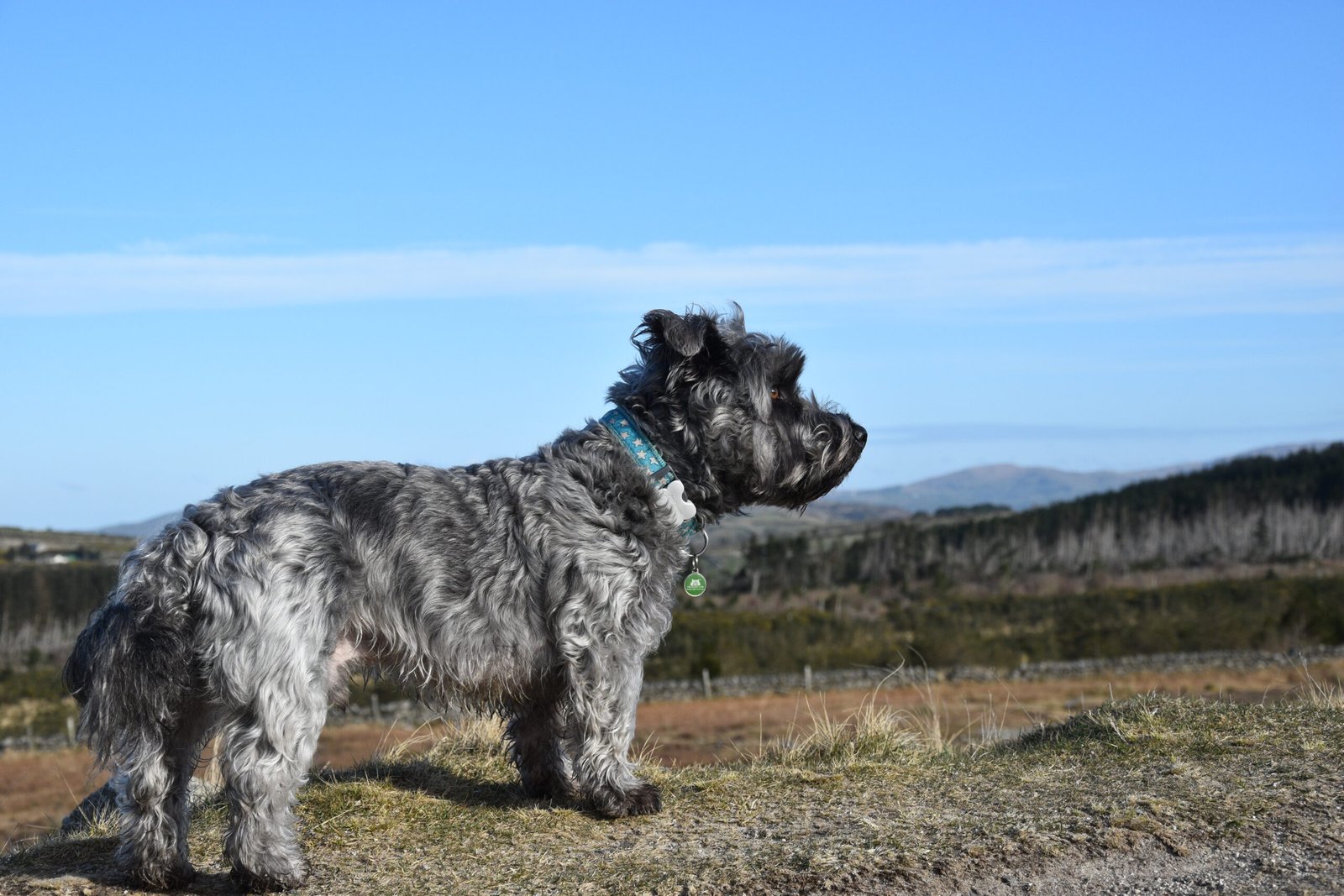 Raça de Cachorro: Glen of Imaal Terrier