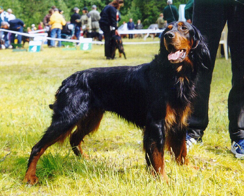 Raça de Cachorro: Gordon Setter