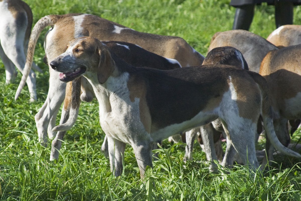 Raça de Cachorro: Grand Anglo-Français Tricolore