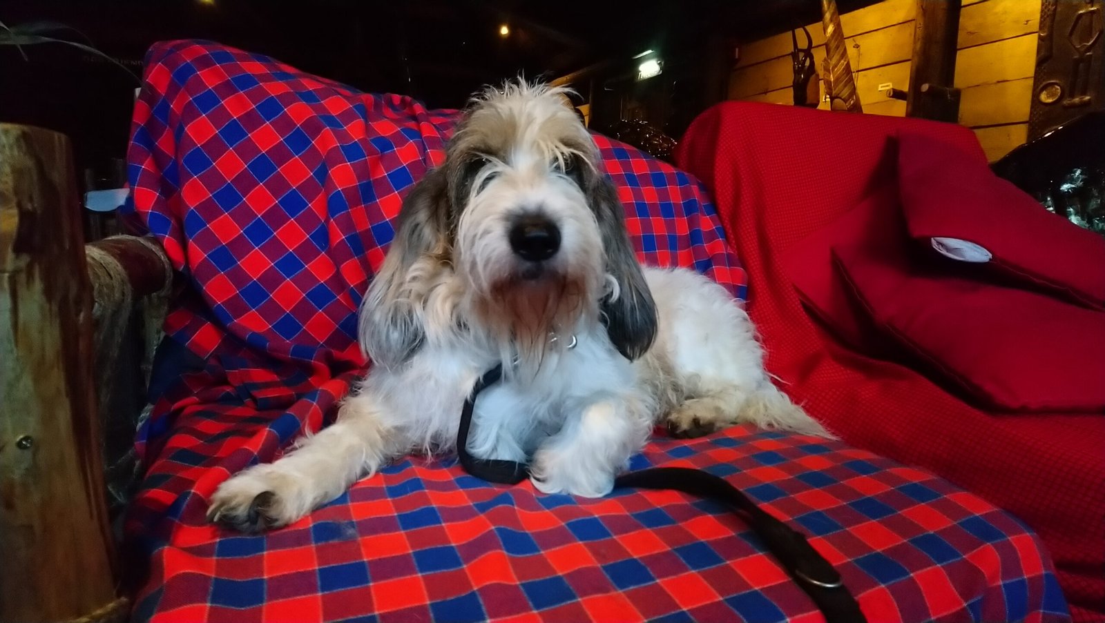 Raça de Cachorro: Grand Basset Griffon Vendéen