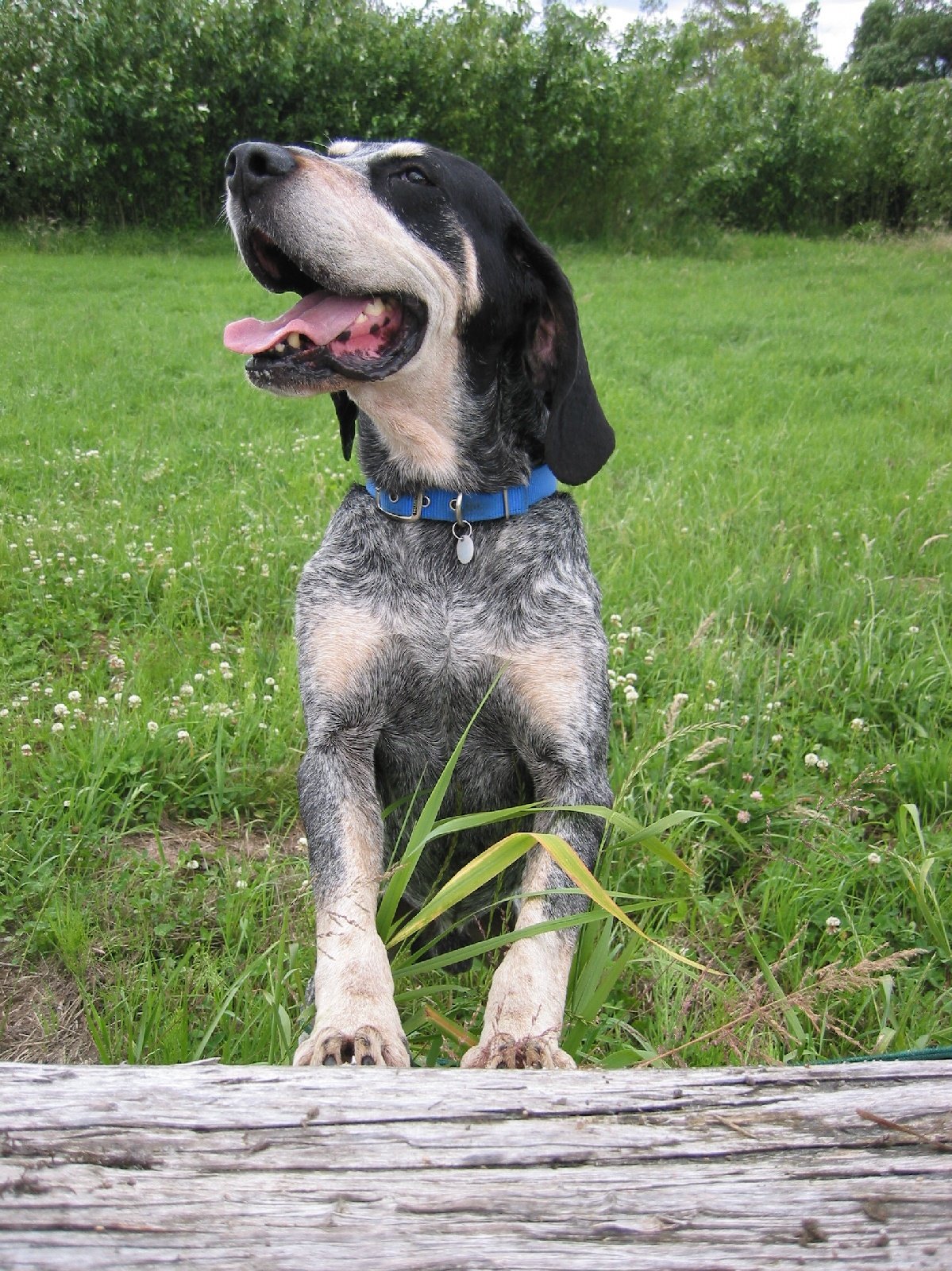 Raça de Cachorro: Grand Bleu de Gascogne