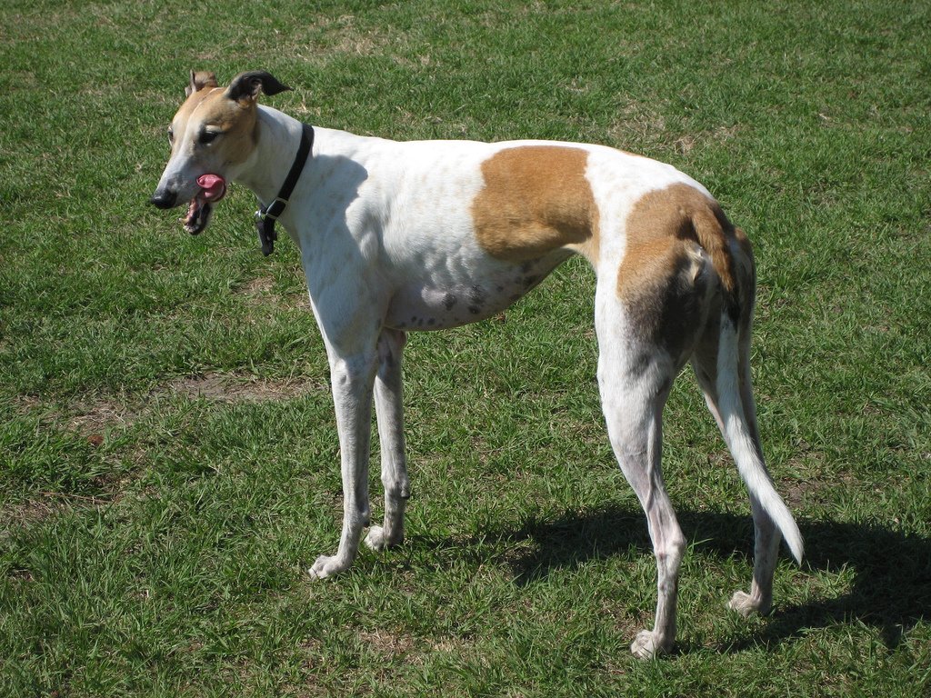 Raça de Cachorro: Greyhound