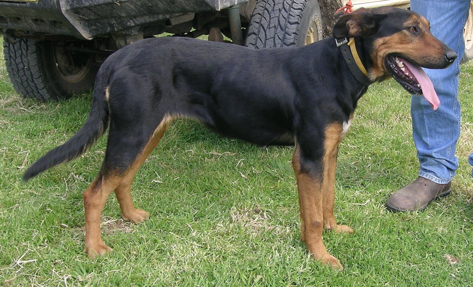 Raça de Cachorro: Huntaway