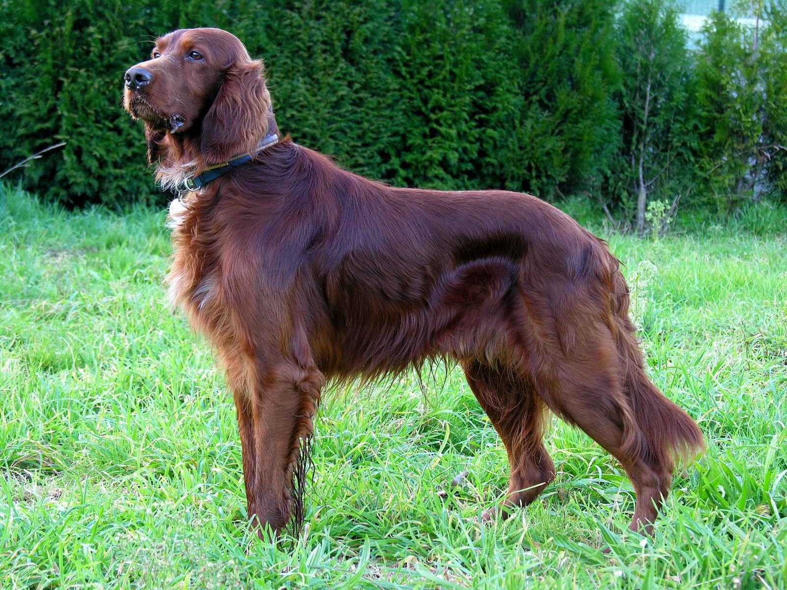 Foto de um Irish Setter