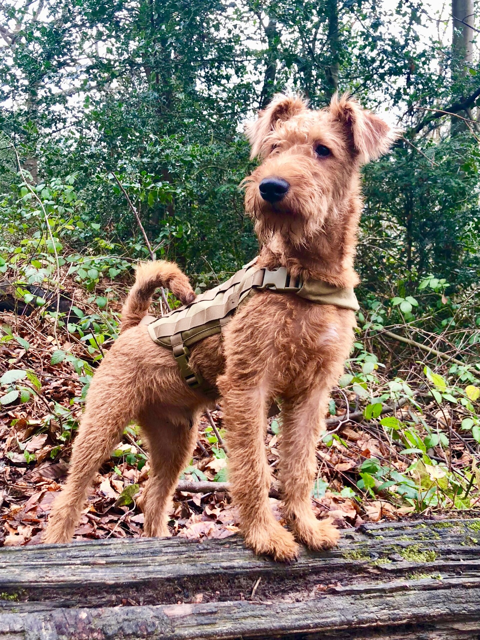 Foto de um Irish Terrier