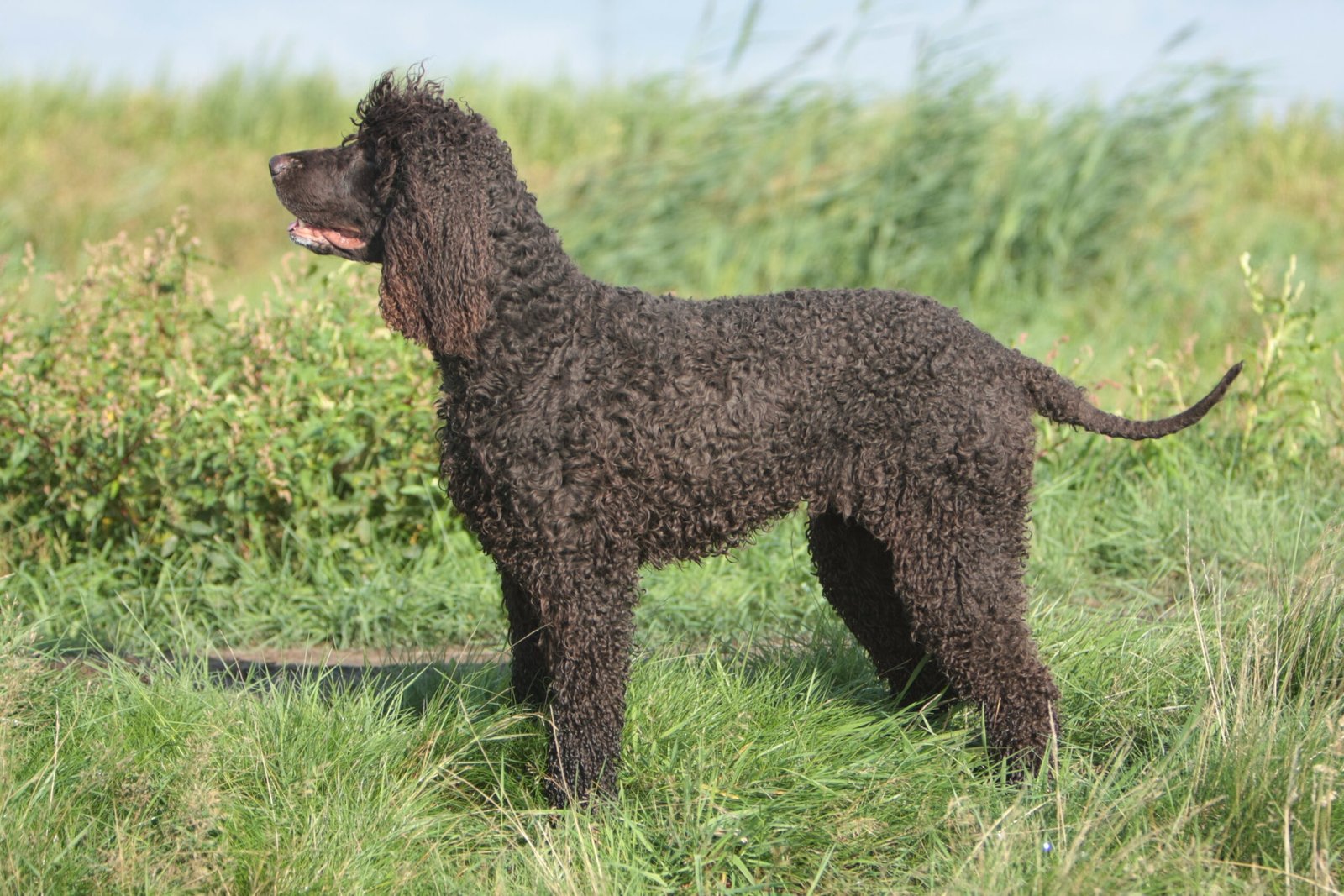 Raça de Cachorro: Irish Water Spaniel