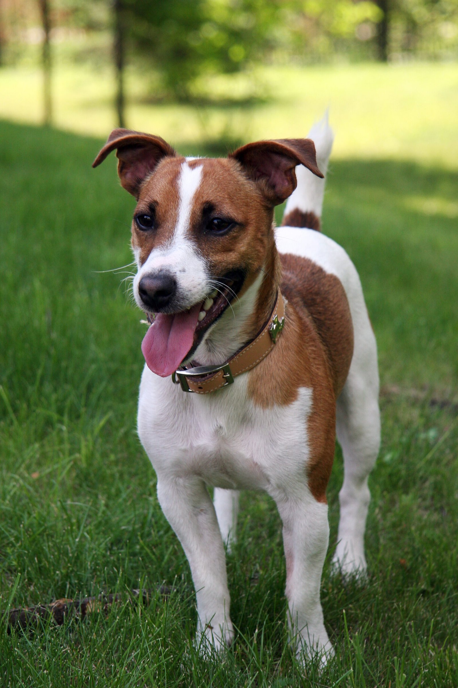 Raça de Cachorro: Jack Russell Terrier