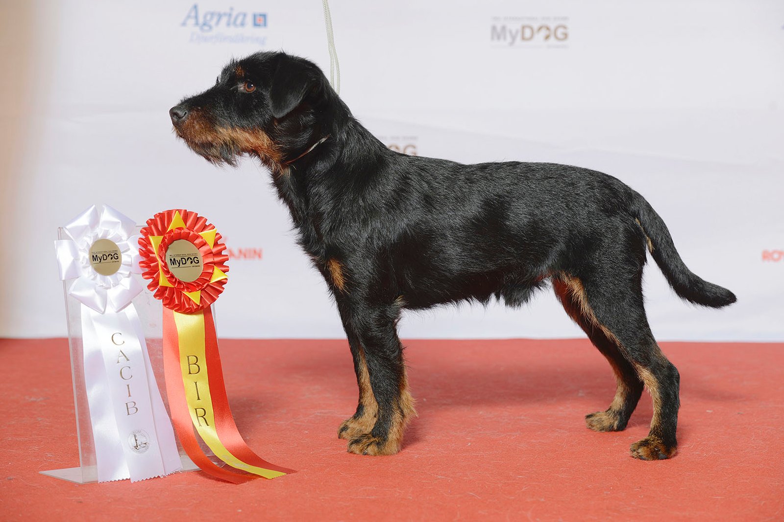 Foto de um Jagdterrier