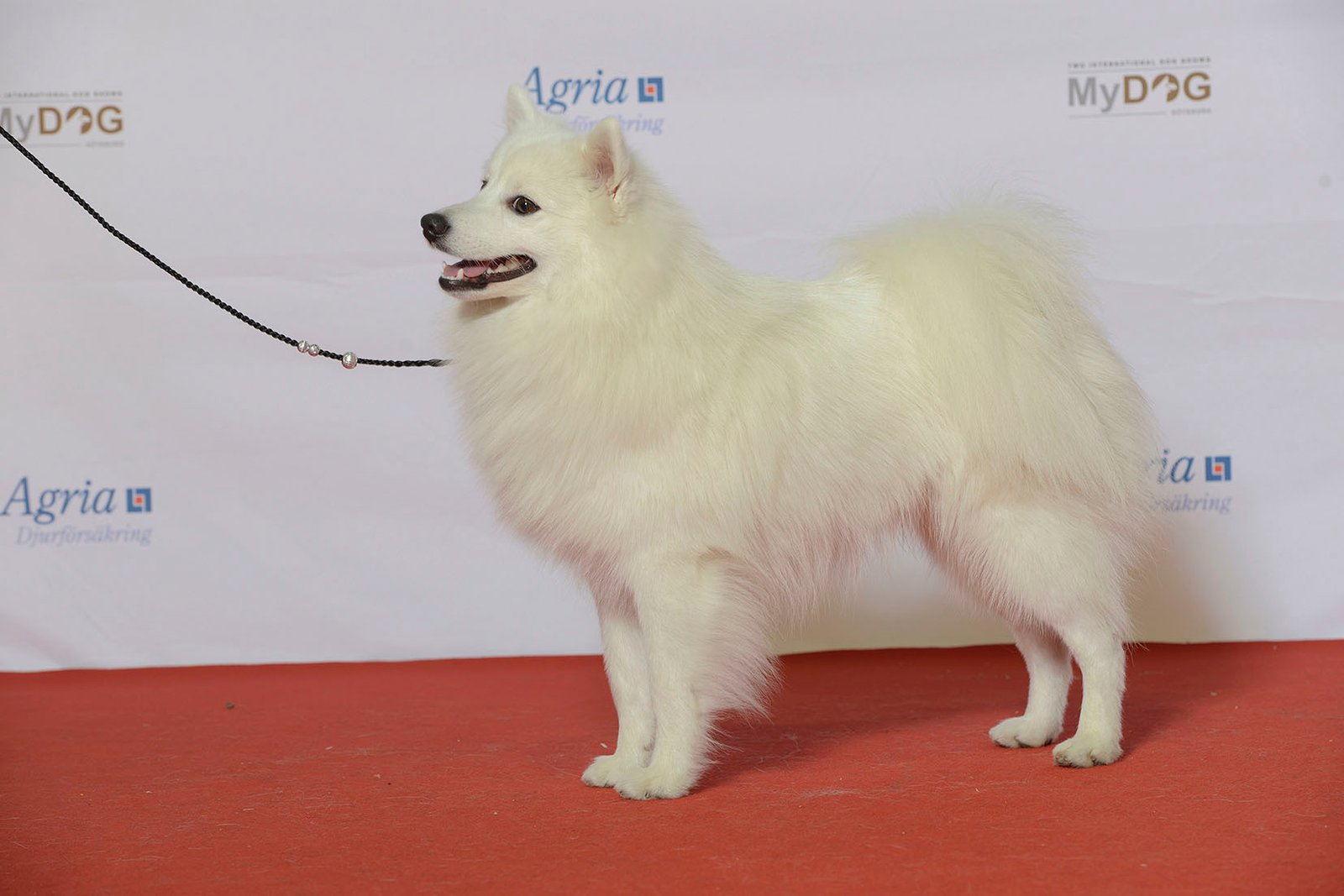 Raça de Cachorro: Japanese Spitz