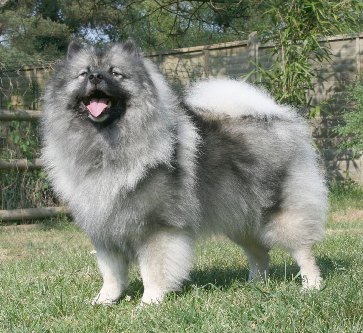 Raça de Cachorro: Keeshond
