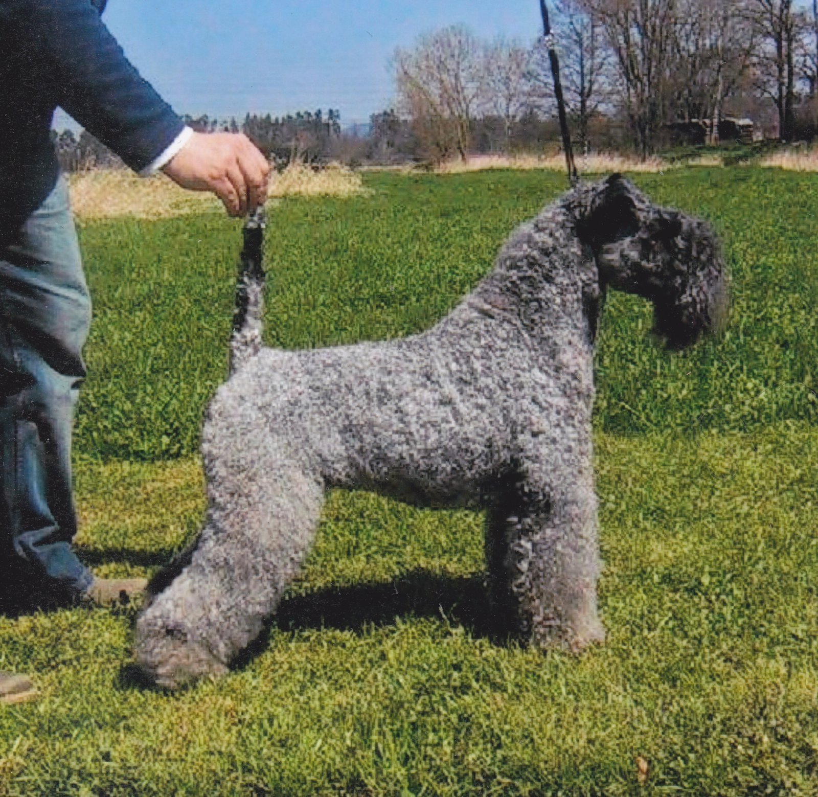 Raça de Cachorro: Kerry Blue Terrier