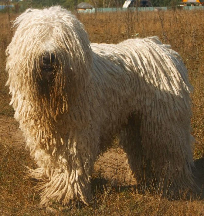 Foto de um Komondor