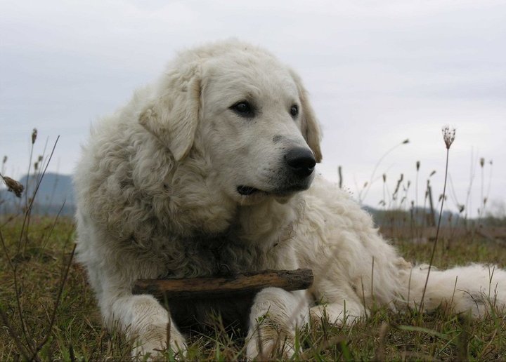 Raça de Cachorro: Kuvasz