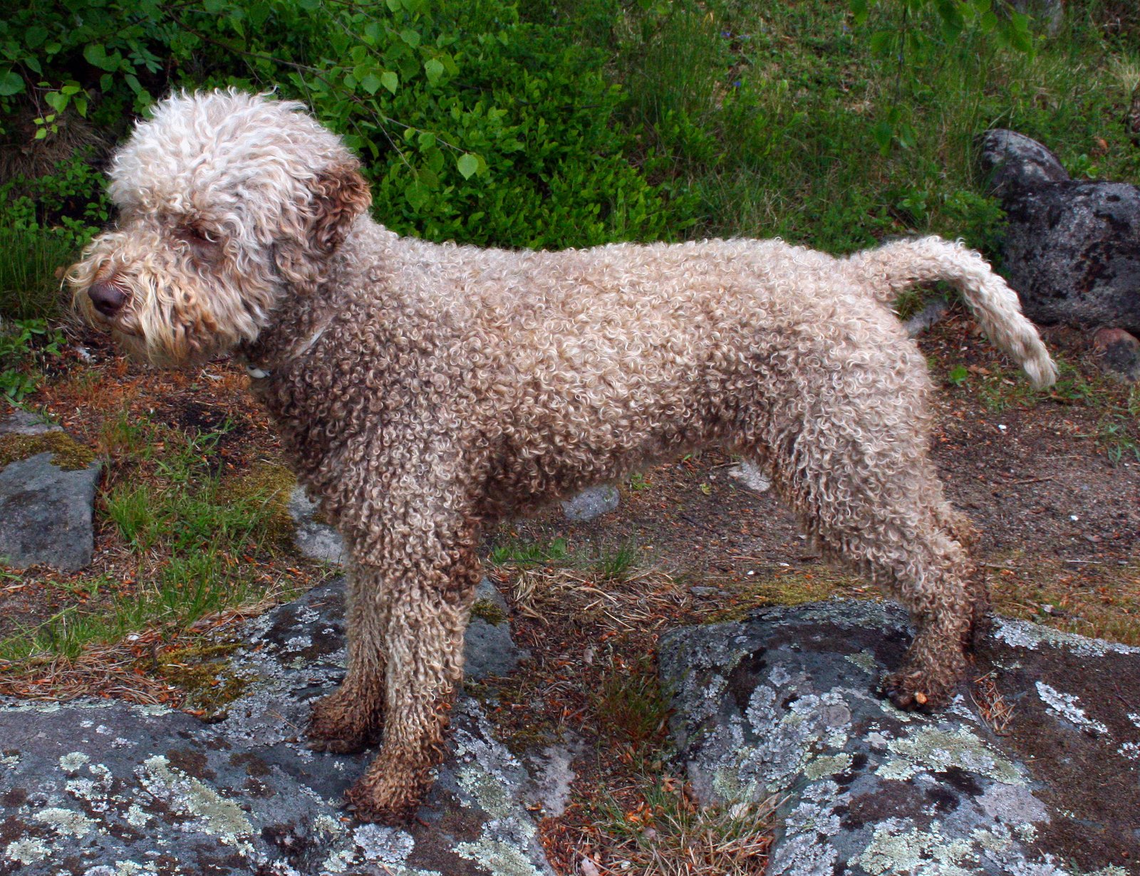 Foto de um Lagotto Romagnolo
