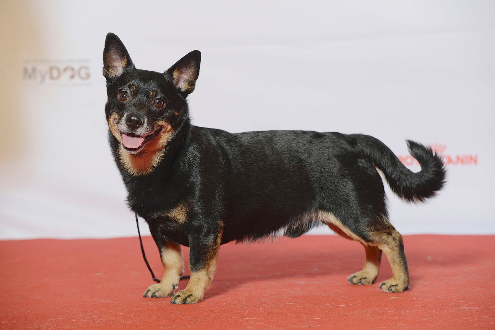 Raça de Cachorro: Lancashire Heeler