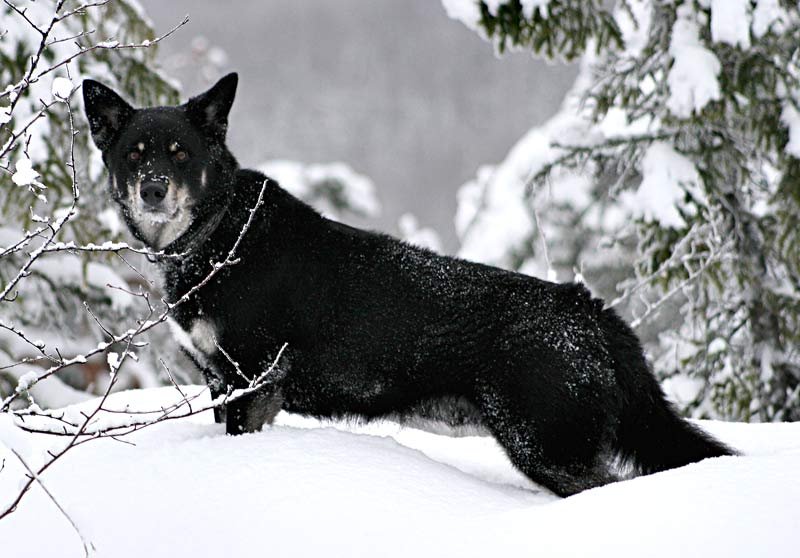 Raça de Cachorro: Lapponian Herder