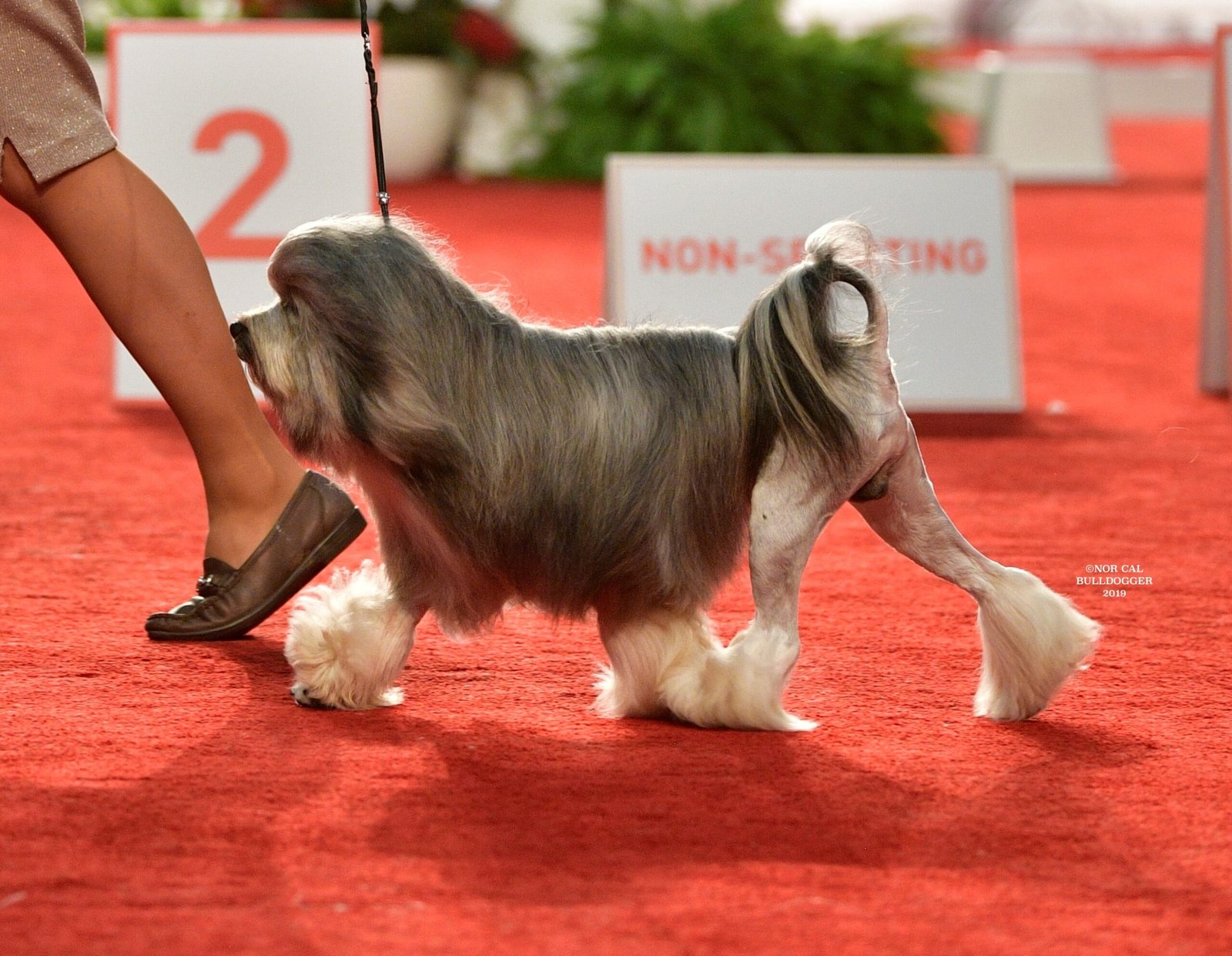 Raça de Cachorro: Löwchen