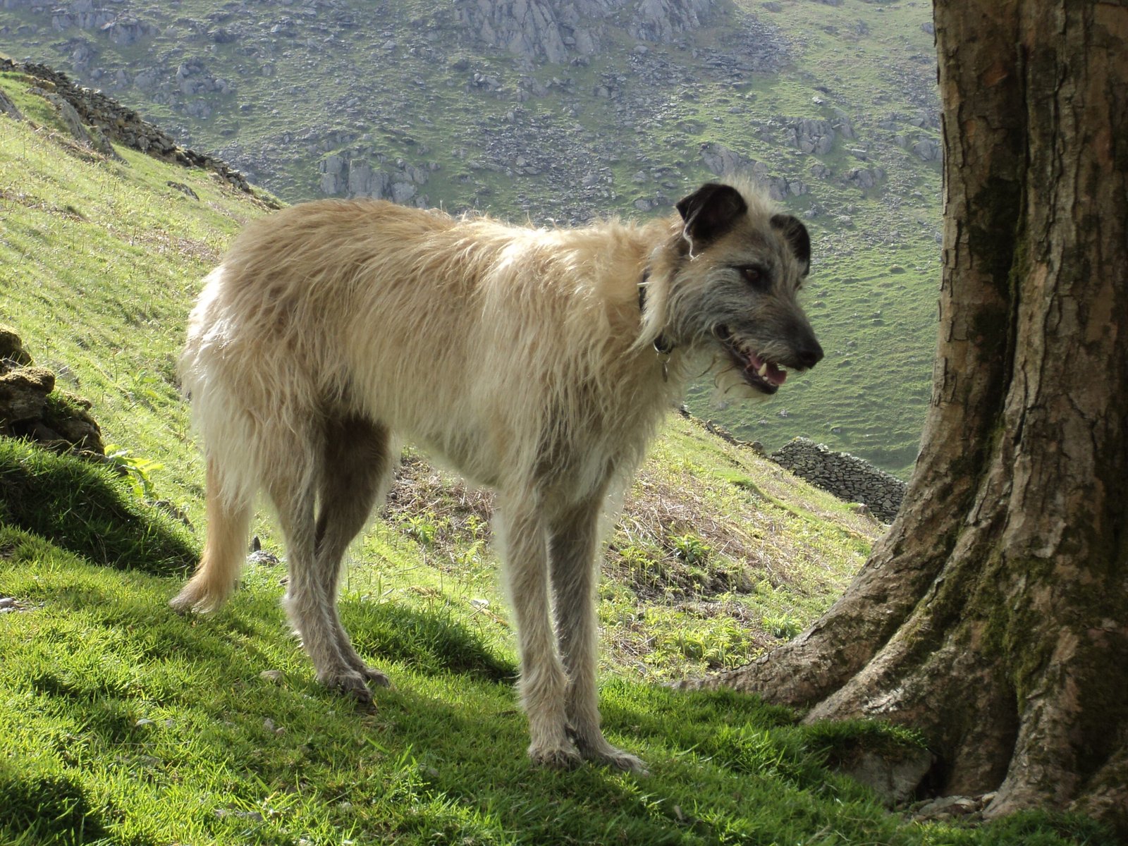 Raça de Cachorro: Lurcher