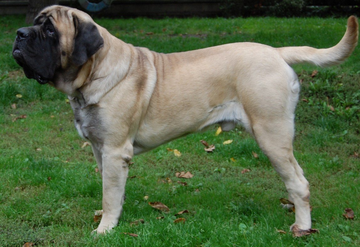 Raça de Cachorro: Mastiff Inglês