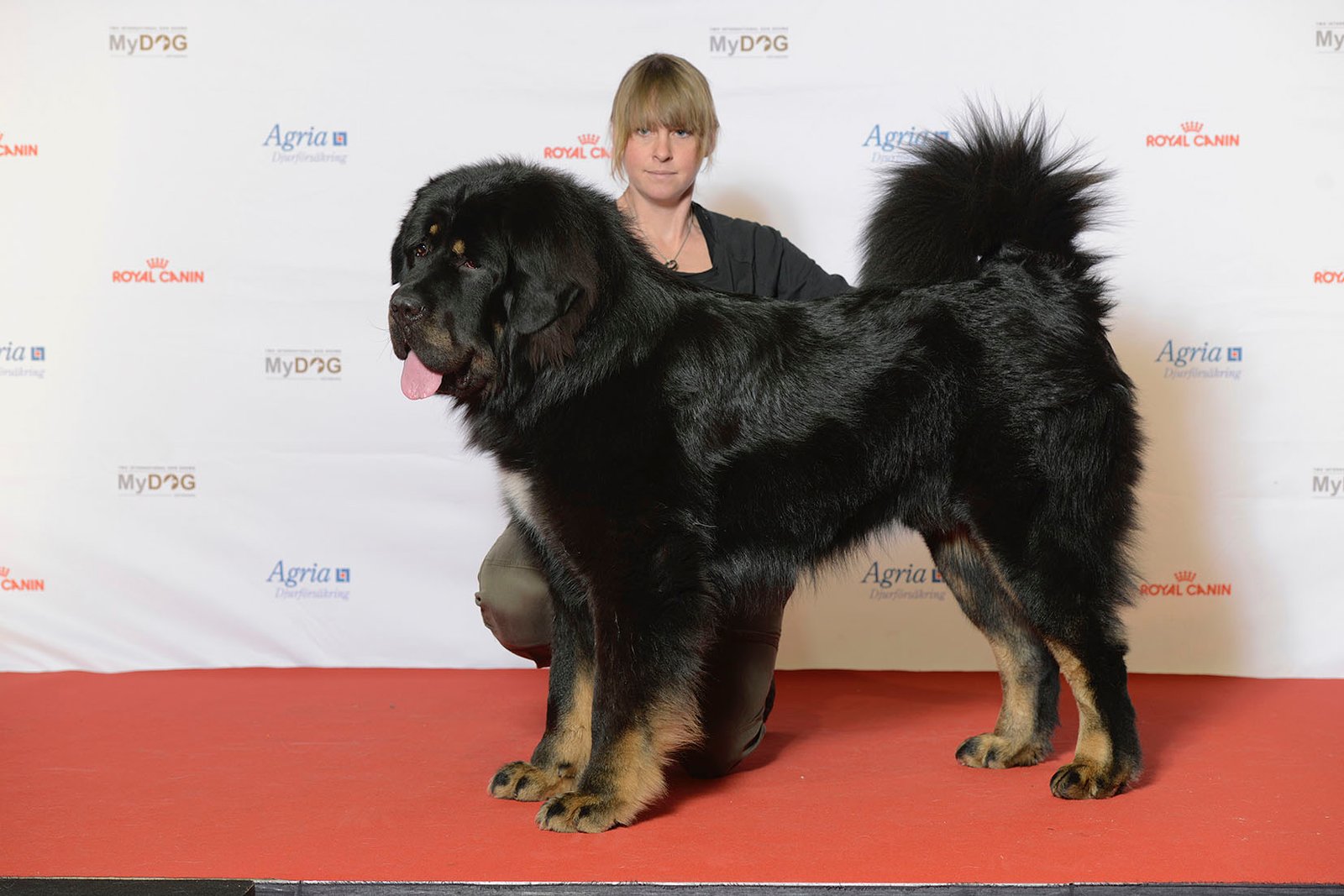 Raça de Cachorro: Mastim Tibetano
