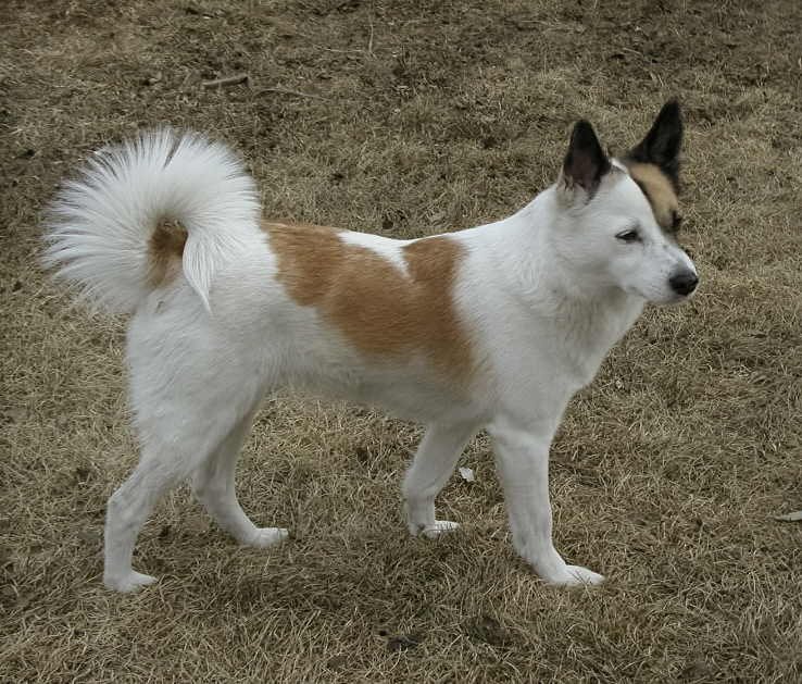 Raça de Cachorro: Norrbottenspets