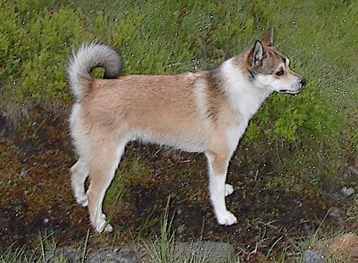 Raça de Cachorro: Norwegian Lundehund